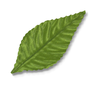 Classic Leaves